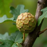 Galle du chêne sphérique accrochée à un rameau de chêne avec feuilles lobées en arrière-plan flou
