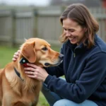 Femmes soignant un golden retriever dans un refuge animalier